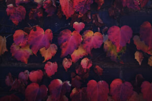 Autumn Leaves